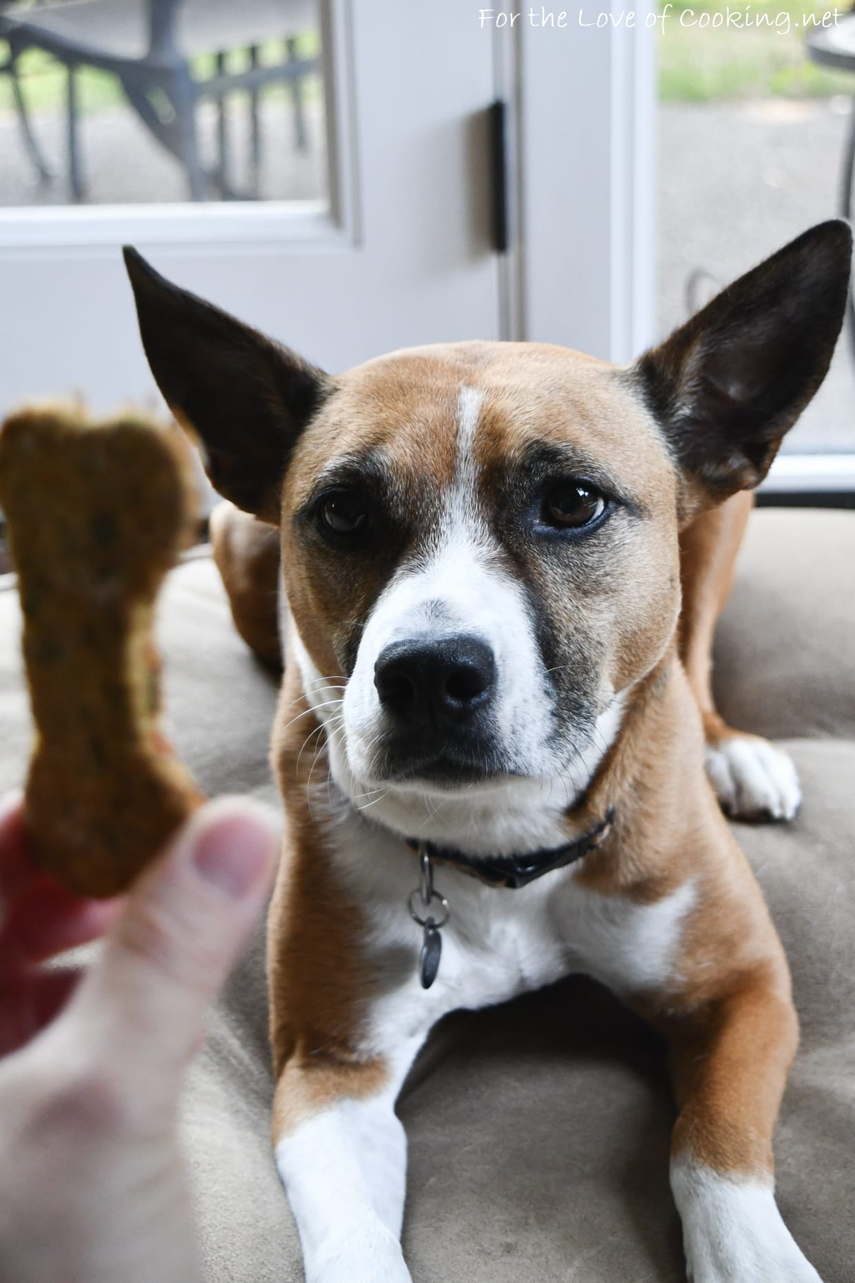 Apple bacon deals dog treats