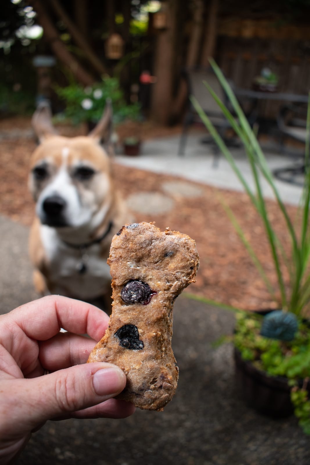 Peanut butter and store blueberry dog treats