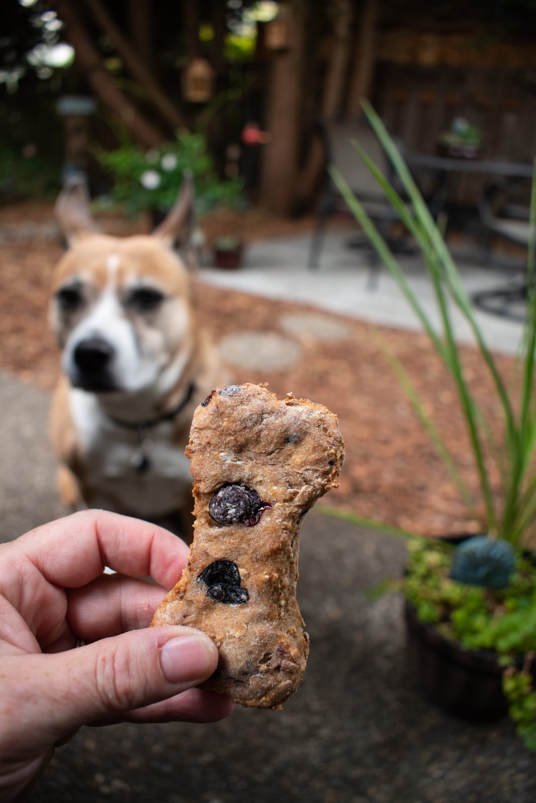 Wild and Brown Rice Blueberry Dog Treats