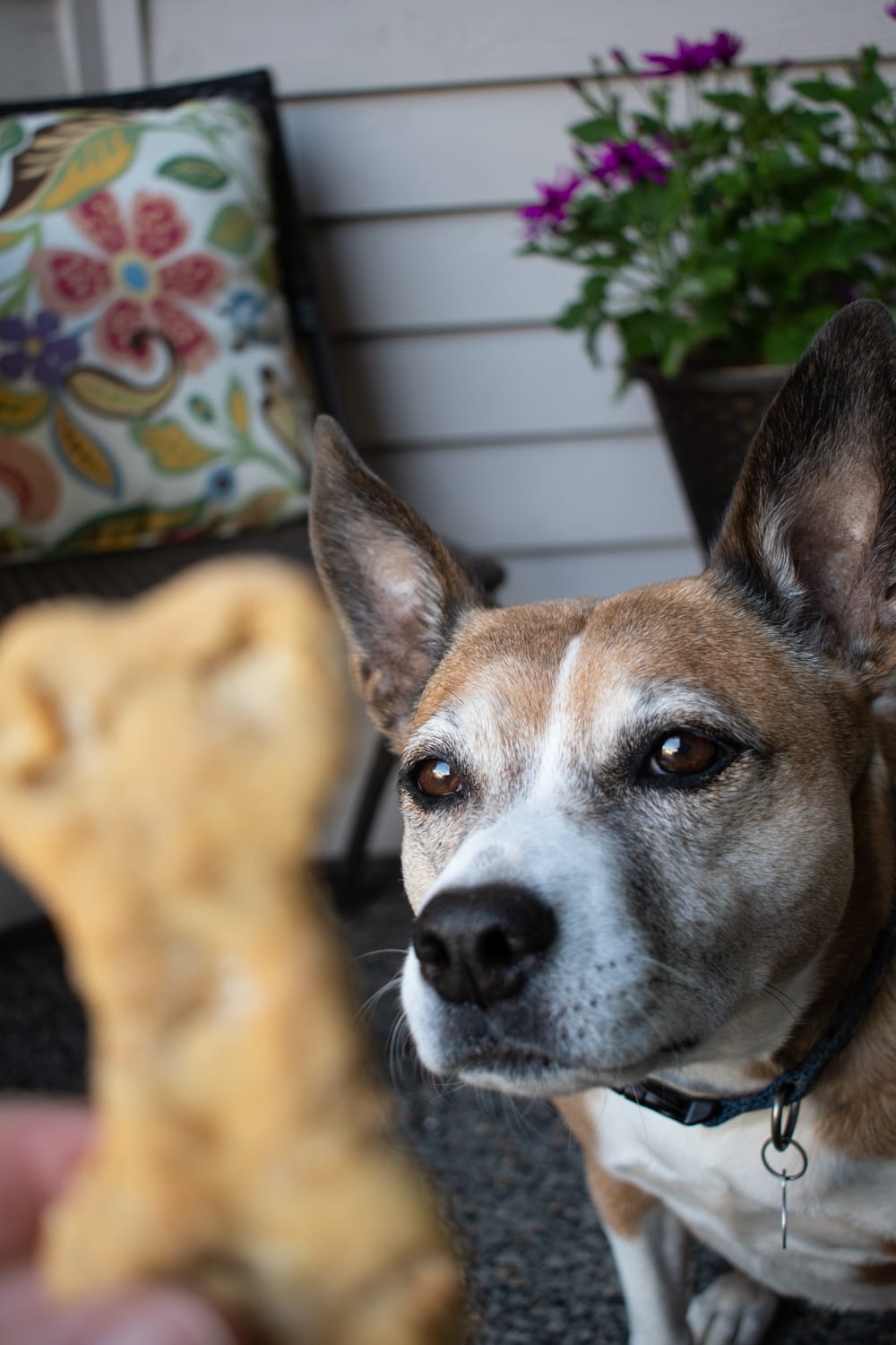 Apple and Peanut Butter Dog Treats