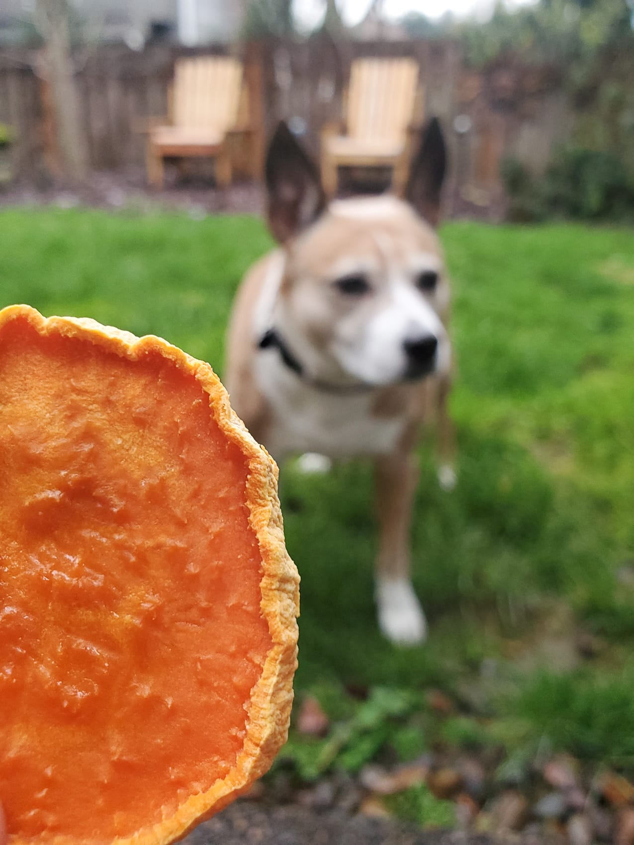 Chewy sweet potato dog clearance treats